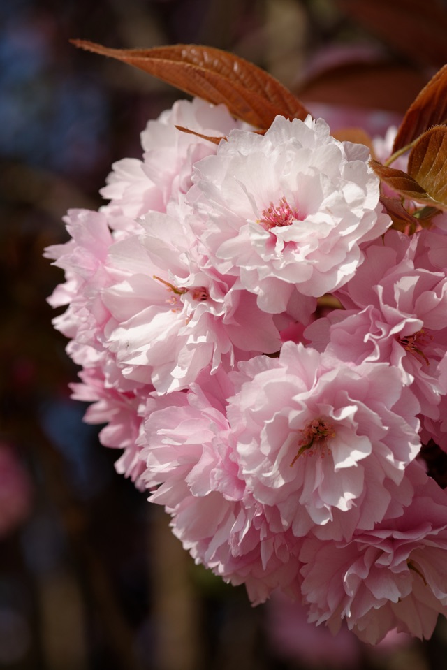Kwanzan cherry